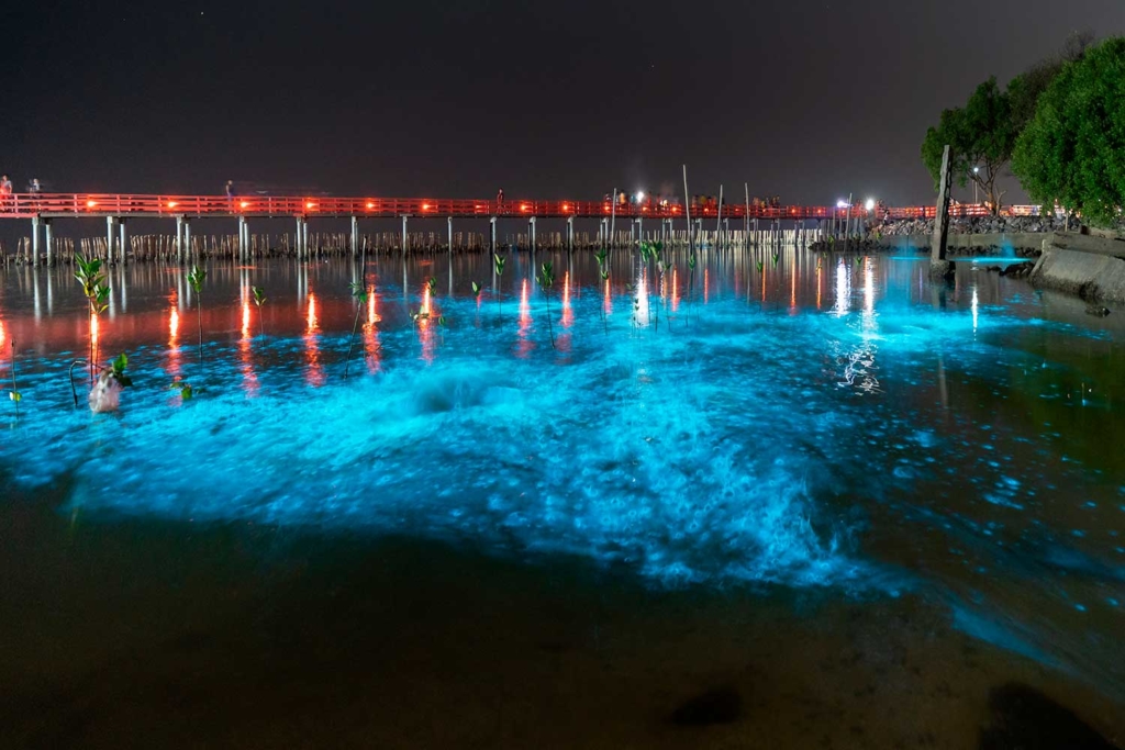 bioluminescencia Porto Rico
