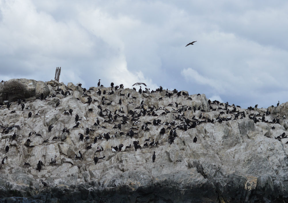pinguins em Ushuaia