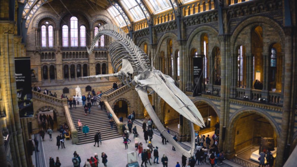 museus gratuitos de Londres - história natural
